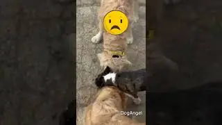И ЗЕЛЁНЫЙ ПОПУГАЙ