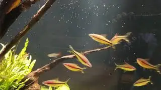 Nature Aquarium/ Природный аквариум со скаляриями