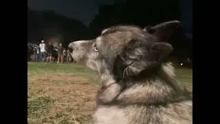 Methuselah Rookie Dog - Snowing - Ukie Club - 8/27/22