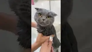 Как искупать кошку #кошки #купание