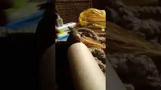 Выкормыш птенец кореллы