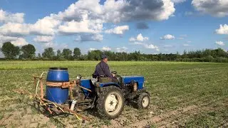 Дощі пройшли. Капусту підсадили, росте. Боремось зі злаковими по сої