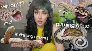 THINGS TO CONSIDER ABOUT WESTERN HOGNOSES