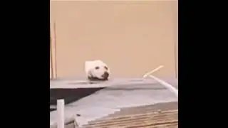 dog vs cats
