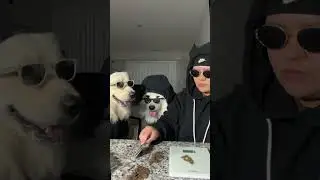 New side hustle 😂 #musica #viral #puppy #samoyedpuppy #youtubeshorts #youtube #yt #fyp #shorts