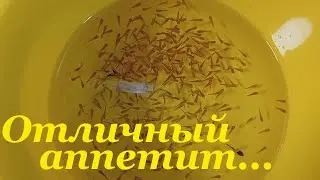 What to feed swordtail fry. Transplanting swordtail fry.