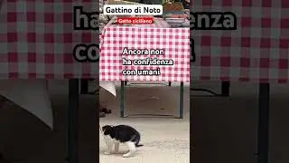 Il gattino di campagna Michi 🐈 gioca | SO.OK