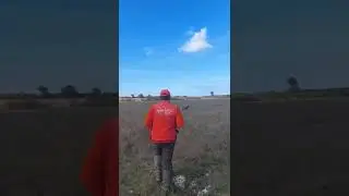 Натаска курцхаара