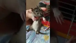 Дети понаехали)