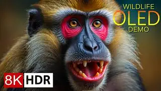 WORLD OF ANIMALS 8K HDR ULTRA HD – Most Amazing Animals