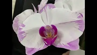 Завоз сортовых орхидей в Экофлору 23 марта 2021 г. Yu Pin Sweety , Ола ...