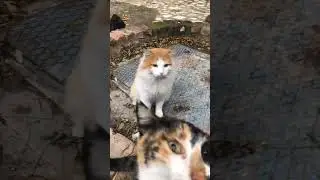 Кошачья ревность