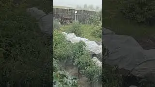 6 августа 2024 г. #shortvideo #viral #short #viralvideo #shorts