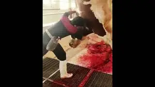 🔞 Faint of heart, please do not watch🔞 Slaughter of bulls🐂 and cows at the slaughterhouse.