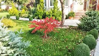 Мой сад в сентябре. Бересклет крылатый во всей красе.