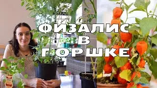 Физалис зацвёл. Юные садоводы