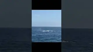 Blue Whale Celebration off Dana Point, California ❤️🌊 