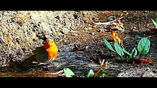 A Robin on taking bath   by  Theo