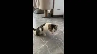 Лана Помощь Бездомным животным Котэ❤️