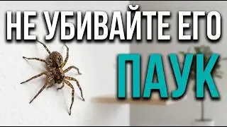 Is a Spider in Your Home a Friend or a Foe? 100 Facts