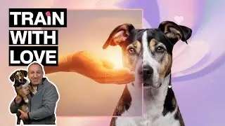 The Busy Dog Owner's Ultimate Guide To Rewarding Your Pup With Playtime And Praise