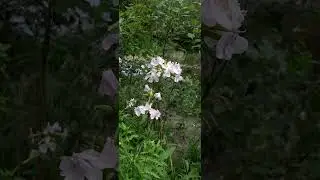 Wild Sweet William by the River Side