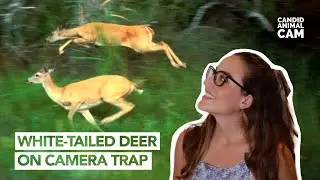 How fast is a white-tailed deer? | Candid Animal Cam