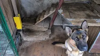 Реконструкция кормушки для немецкой овчарки Графа