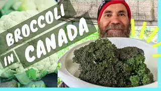 Growing BROCCOLI & CAULIFLOWER – 2 Months Later – GARDENING in CANADA