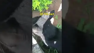 Neighbors Cat to the Rescue! 🤯🤩