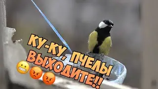 Синички нападают на пасеку😥