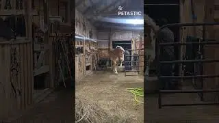 Happy Hour at the Stable! Horses Come Galloping Home