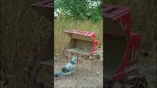 Best unique bird trap - Amazing pigeon trap #shorts