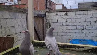 Ghar ke low flyer ka first round shot video