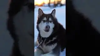 Singing Husky - 7 Howls for First Snow