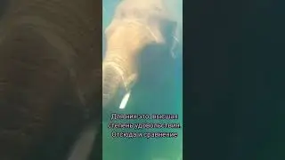 Доволен как слон!