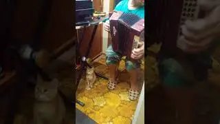 Матаня на Гармошке с котом )) русские народные наигрыши на гармони