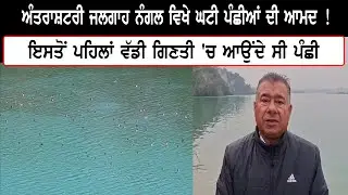 ਅੰਤਰਾਸ਼ਟਰੀ ਜਲਗਾਹ ਨੰਗਲ ਵਿਖੇ ਘਟੀ ਪੰਛੀਆਂ ਦੀ ਆਮਦ ! ਇਸਤੋਂ ਪਹਿਲਾਂ ਵੱਡੀ ਗਿਣਤੀ 'ਚ ਆਉਂਦੇ ਸੀ ਪੰਛੀ