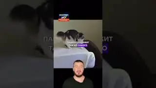 Кот Оскар - предсказатель! 