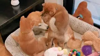 Puppies Almost Grew as Big as Mom
