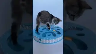Трек для кошек