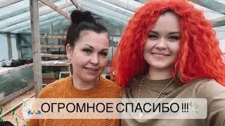 Посылка из питомника KHONIY GARDENS. Шикарные, Роскошные гортензии!! Спасибо Екатерине!