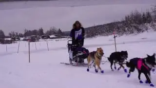 Mushing of the Dogs