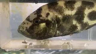 African Cichlid - Nimbochromis Livingstonii ready to fully spit