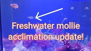 Freshwater mollie acclimation update! Nano reef builder.