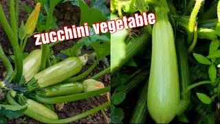 Long healthy zucchini vegetable plant.