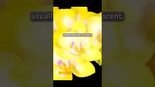 Interesting Facts About Orchids