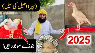 Exactly new business idea 2025 | White Heera aseel hen farming simulator business