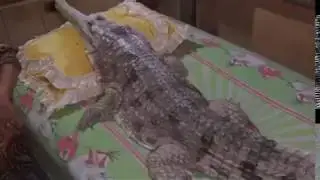 Melahirkan anak buaya..BUKAN REKAYASA