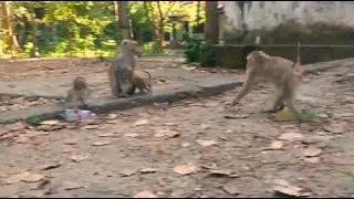 Aw, Joyce monkey chasing to discipline greedy abandoned baby Angela annoying baby Rainbow eating.